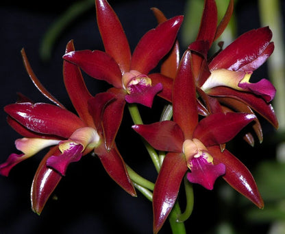 Cattlianthe Chocolate Drop 'Kodama' Cattleya La Foresta Orchids 