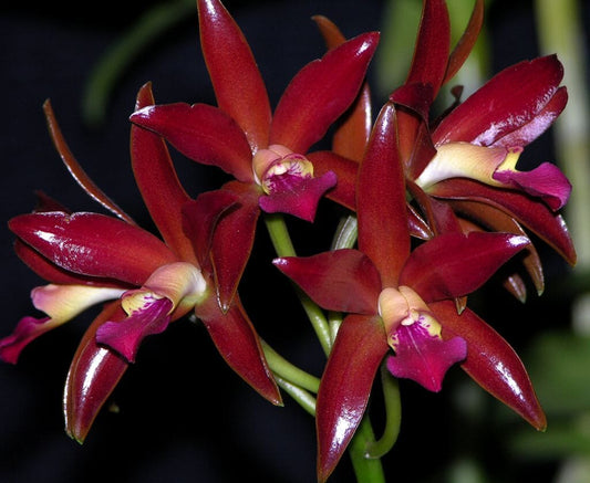 Cattlianthe Chocolate Drop 'Kodama' Cattleya La Foresta Orchids 