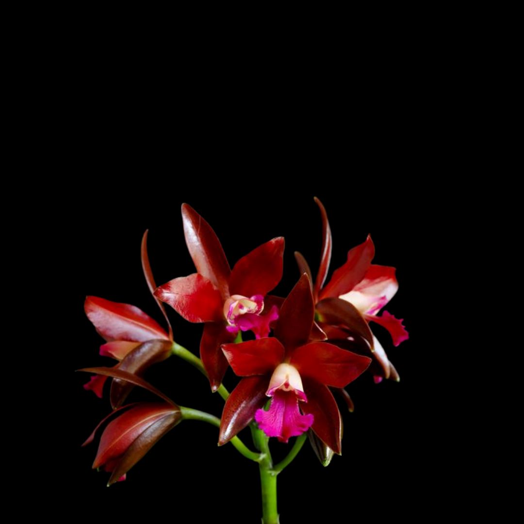 Cattlianthe Sagarik Wax 'African Beauty' Cattleya La Foresta Orchids 