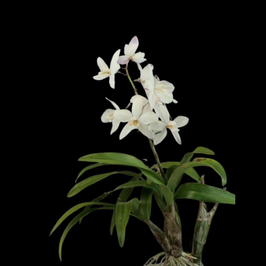 Caularthron bicornutum x Laelia albida Cattleya La Foresta Orchids 