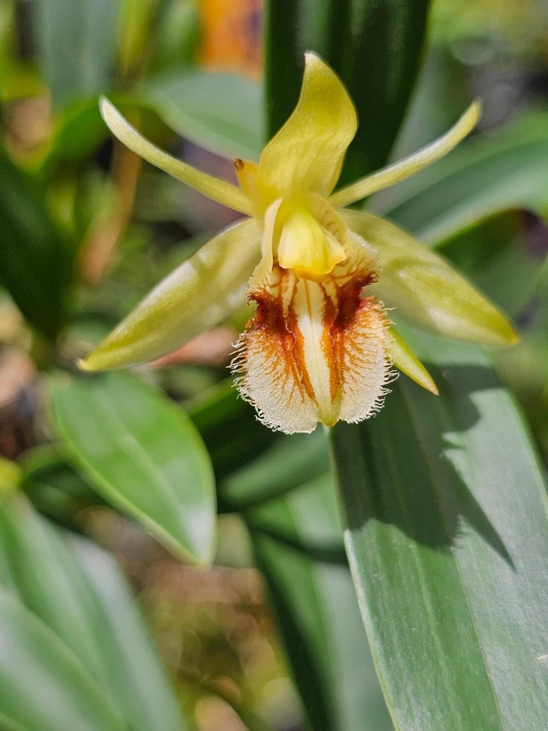 Coelogyne fimbriata Coelogyne La Foresta Orchids 