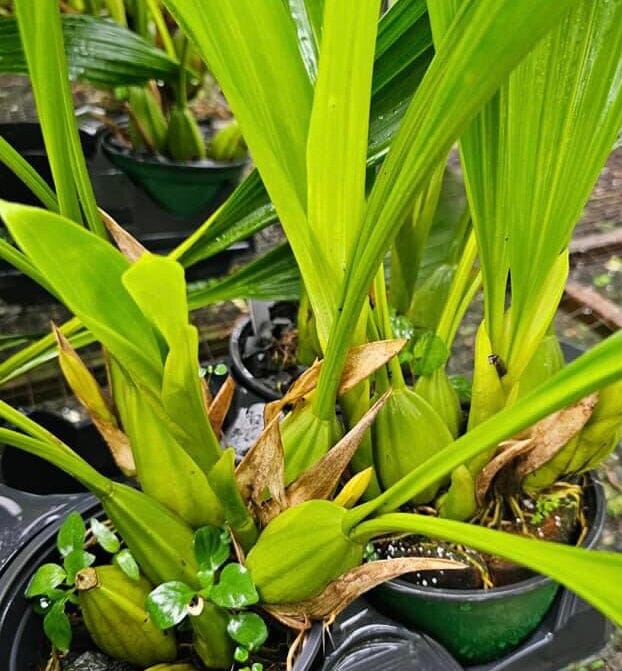 Coelogyne marthae Coelogyne La Foresta Orchids 