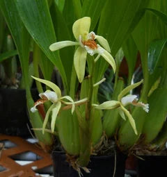 Coelogyne marthae Coelogyne La Foresta Orchids 