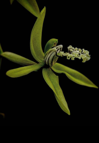 Coelogyne marthae Coelogyne La Foresta Orchids 