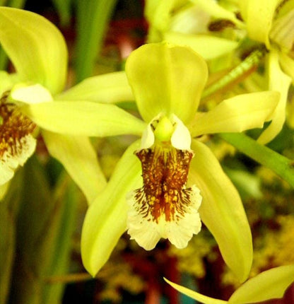 Coelogyne marthae Coelogyne La Foresta Orchids 