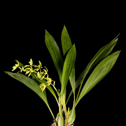 Coelogyne Mayeriana Coelogyne La Foresta Orchids 