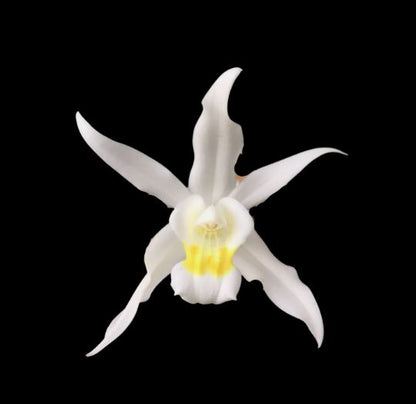 Coelogyne mossiae Coelogyne La Foresta Orchids 