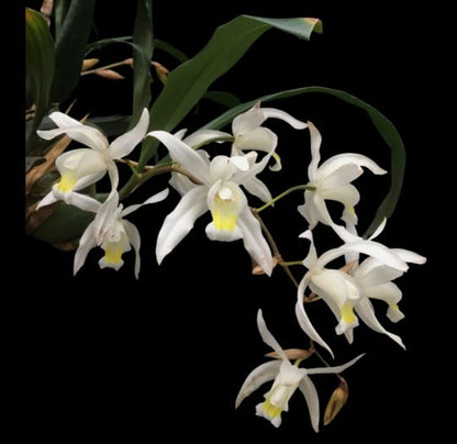 Coelogyne mossiae Coelogyne La Foresta Orchids 