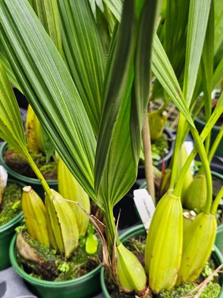 Coelogyne multiflora Coelogyne La Foresta Orchids 