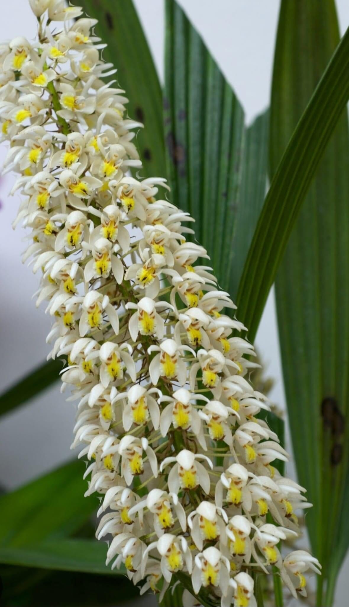 Coelogyne multiflora Coelogyne La Foresta Orchids 