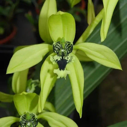 Coelogyne pandurata Coelogyne La Foresta Orchids 