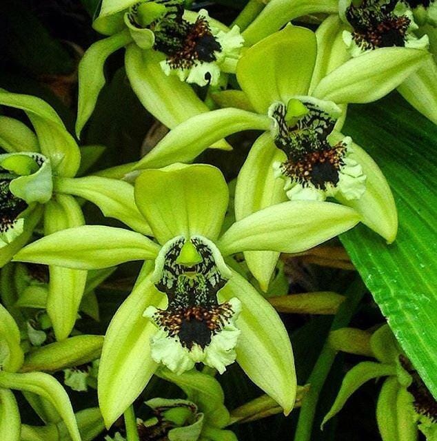 Coelogyne pandurata Coelogyne La Foresta Orchids 