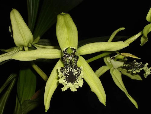 Coelogyne pandurata Coelogyne La Foresta Orchids 