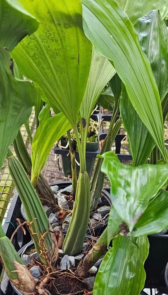 Coelogyne rochussenii Coelogyne La Foresta Orchids 