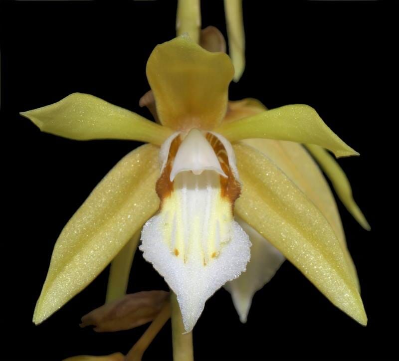 Coelogyne rochussenii Coelogyne La Foresta Orchids 