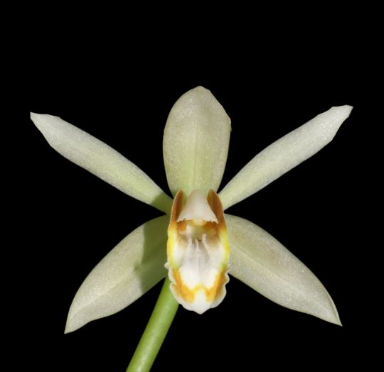 Coelogyne trinervis Coelogyne La Foresta Orchids 