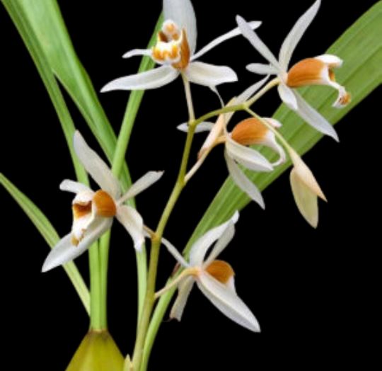 Coelogyne trinervis Coelogyne La Foresta Orchids 