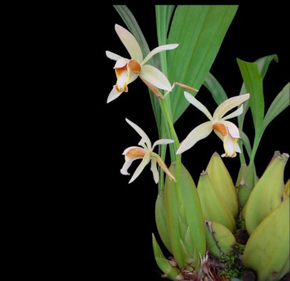 Coelogyne trinervis Coelogyne La Foresta Orchids 