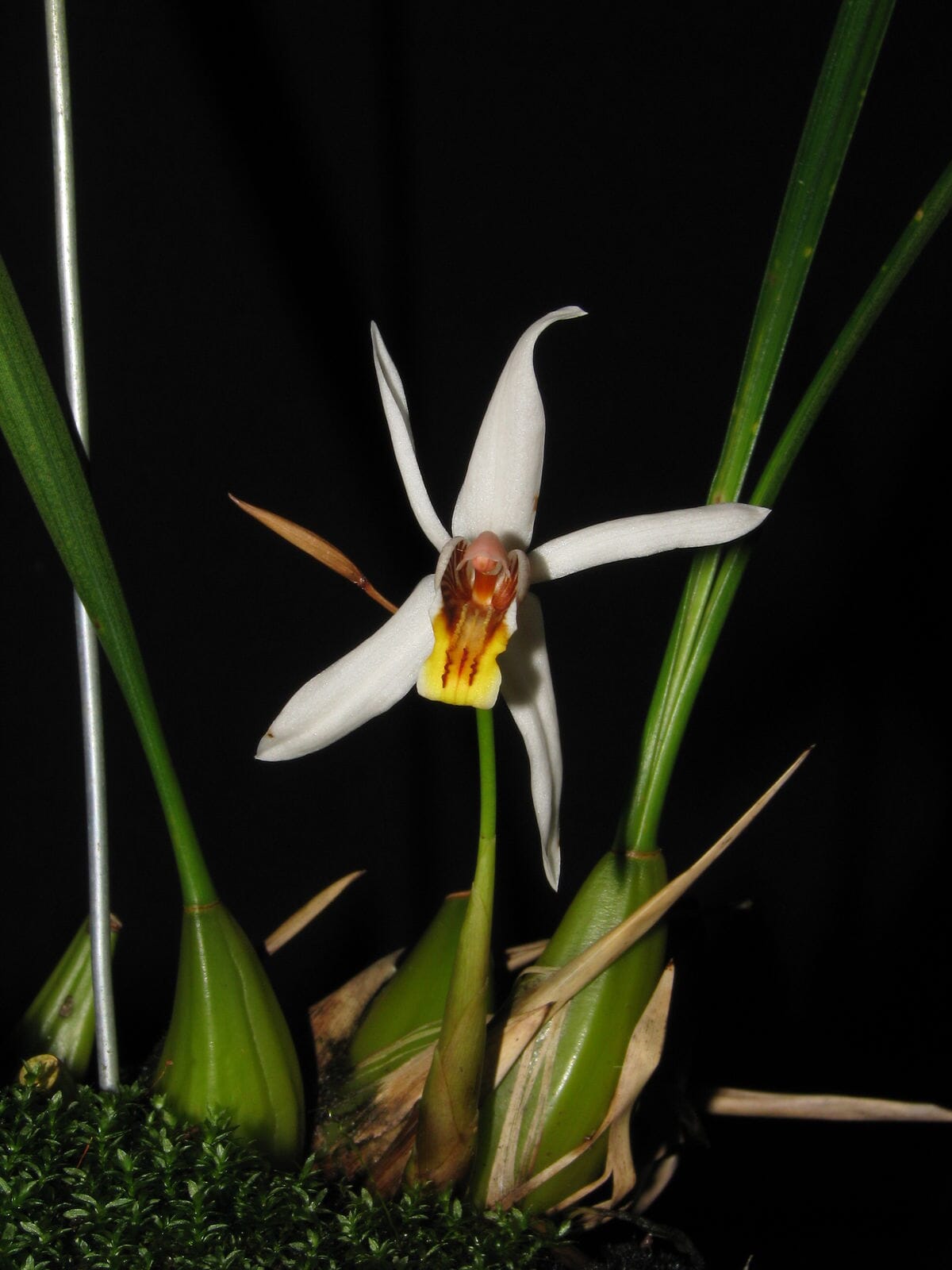 Coelogyne viscosa Coelogyne La Foresta Orchids 