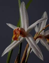 Coelogyne viscosa Coelogyne La Foresta Orchids 