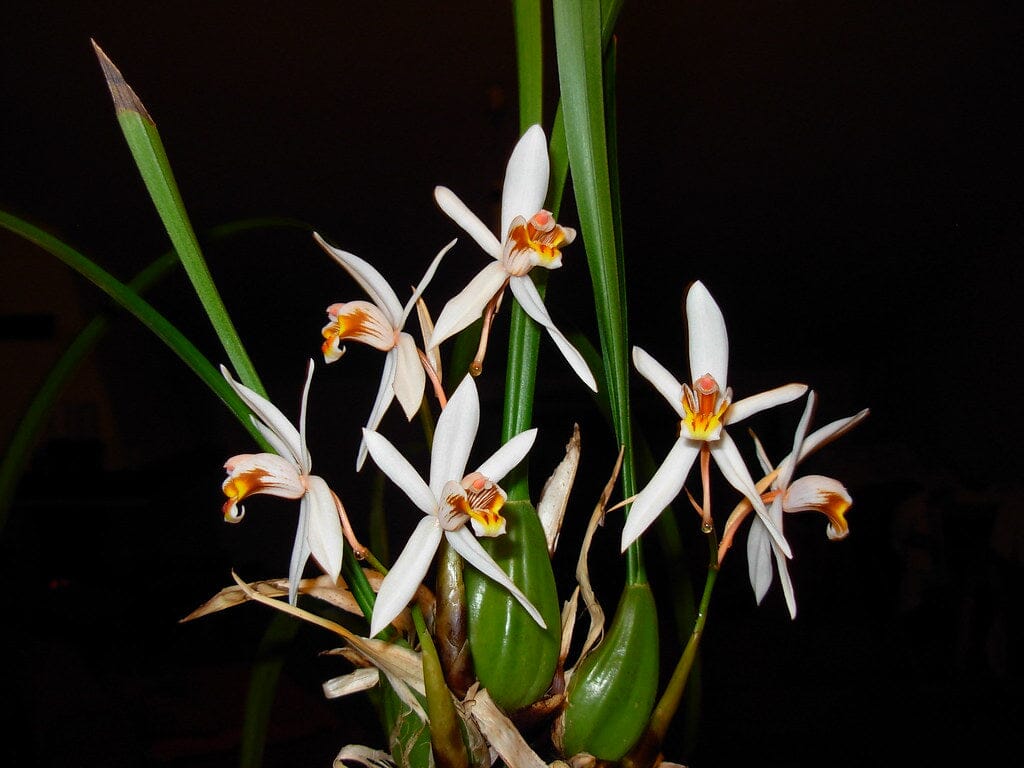 Coelogyne viscosa Coelogyne La Foresta Orchids 
