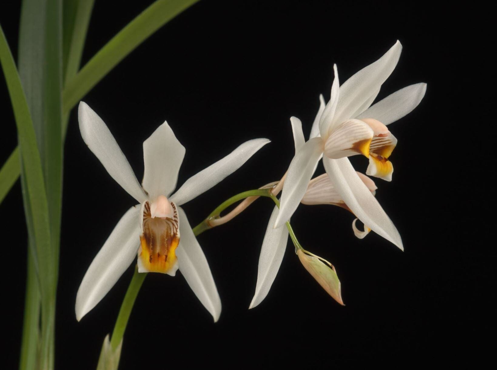 Coelogyne viscosa Coelogyne La Foresta Orchids 