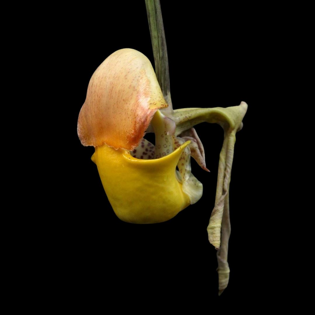 Coryanthes bruchmuelleri Coryanthes La Foresta Orchids 