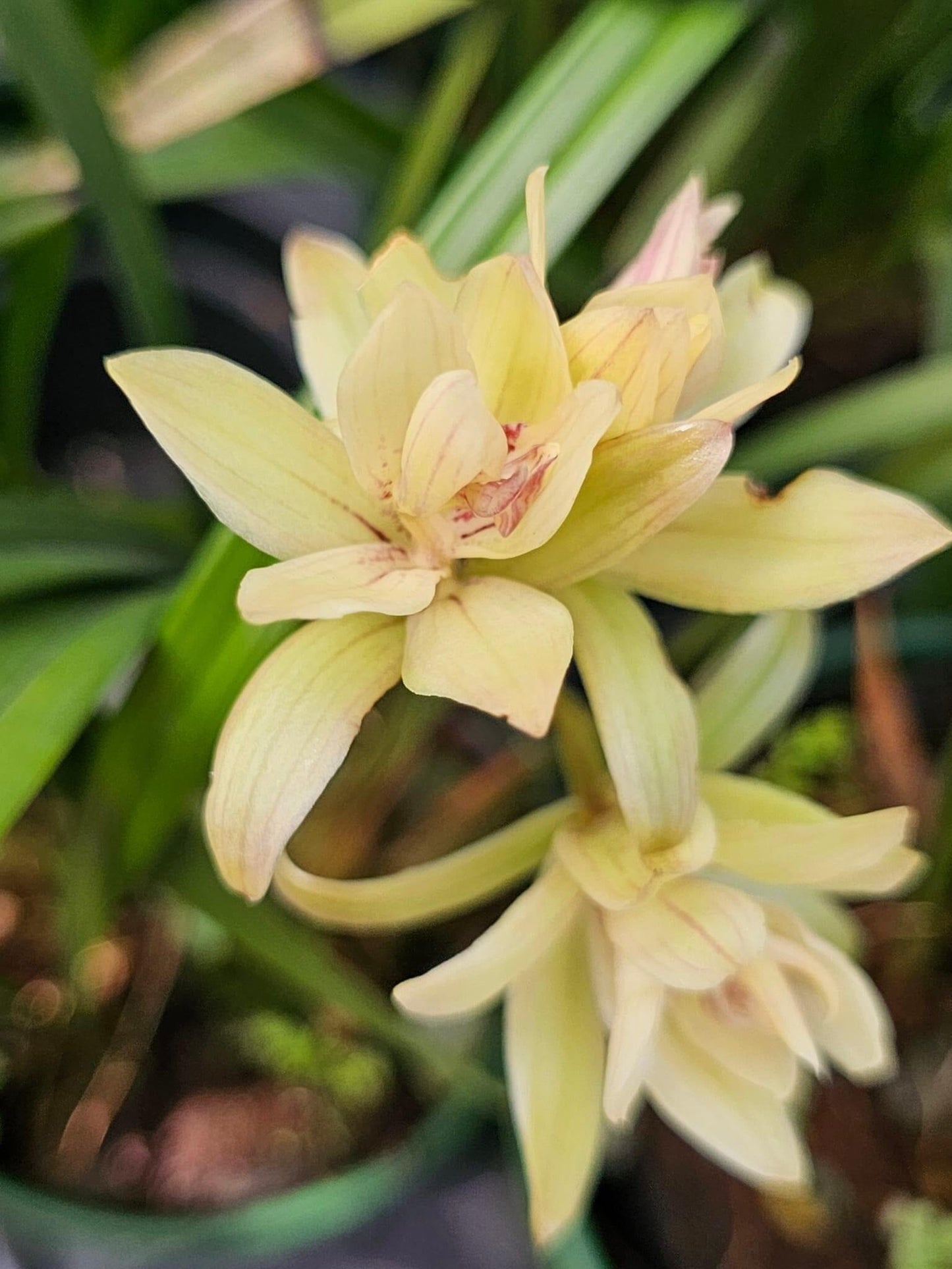 Cymbidium ensifolium 'Fu Shan' Cymbidium La Foresta Orchids 