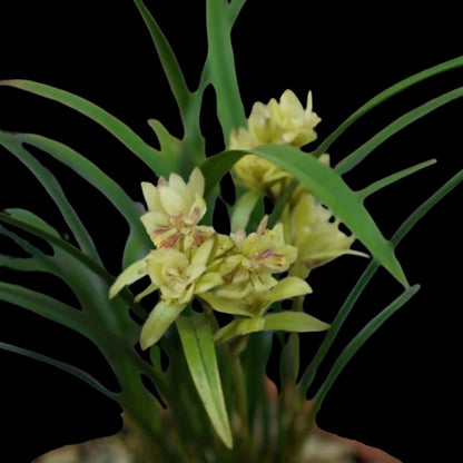 Cymbidium ensifolium 'Fu Shan' Cymbidium La Foresta Orchids 