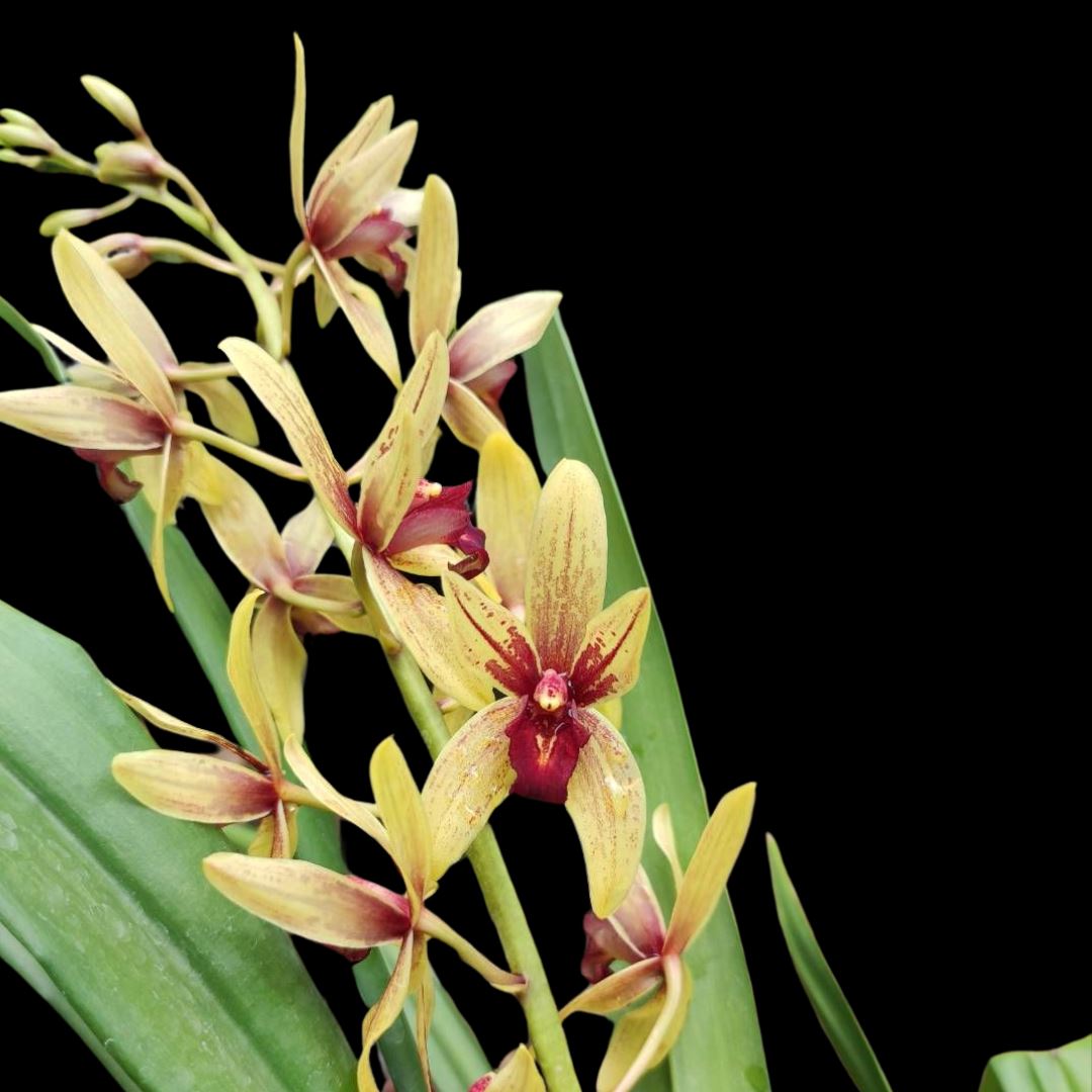 Cymbidium Ma-rid x Grammatophyllum Yuan Nan Tiger Cymbidium La Foresta Orchids 