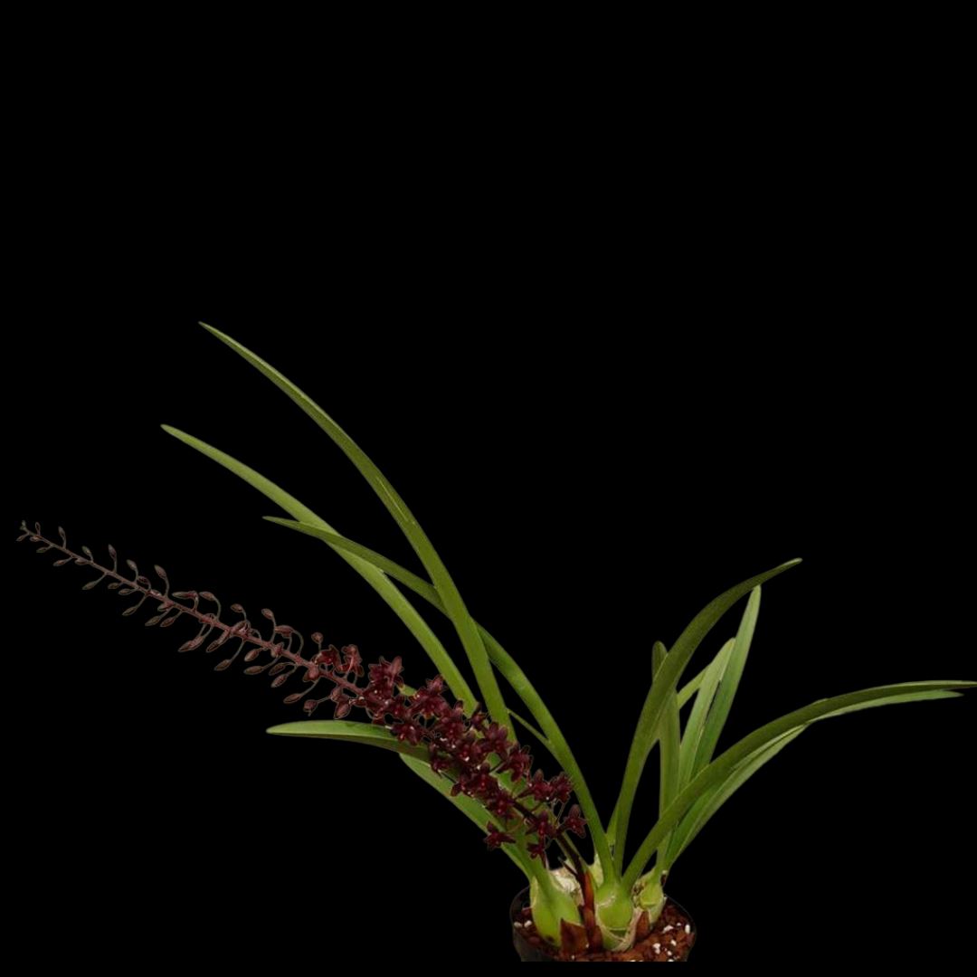 Cymbidium maddidum x Cymbidium canaliculatum var. sparksei Cymbidium La Foresta Orchids 