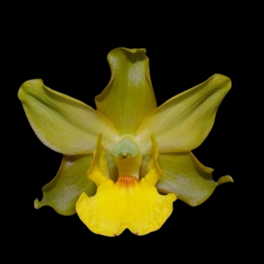 Cyrtopodium andersonii Cyrtopodium La Foresta Orchids 