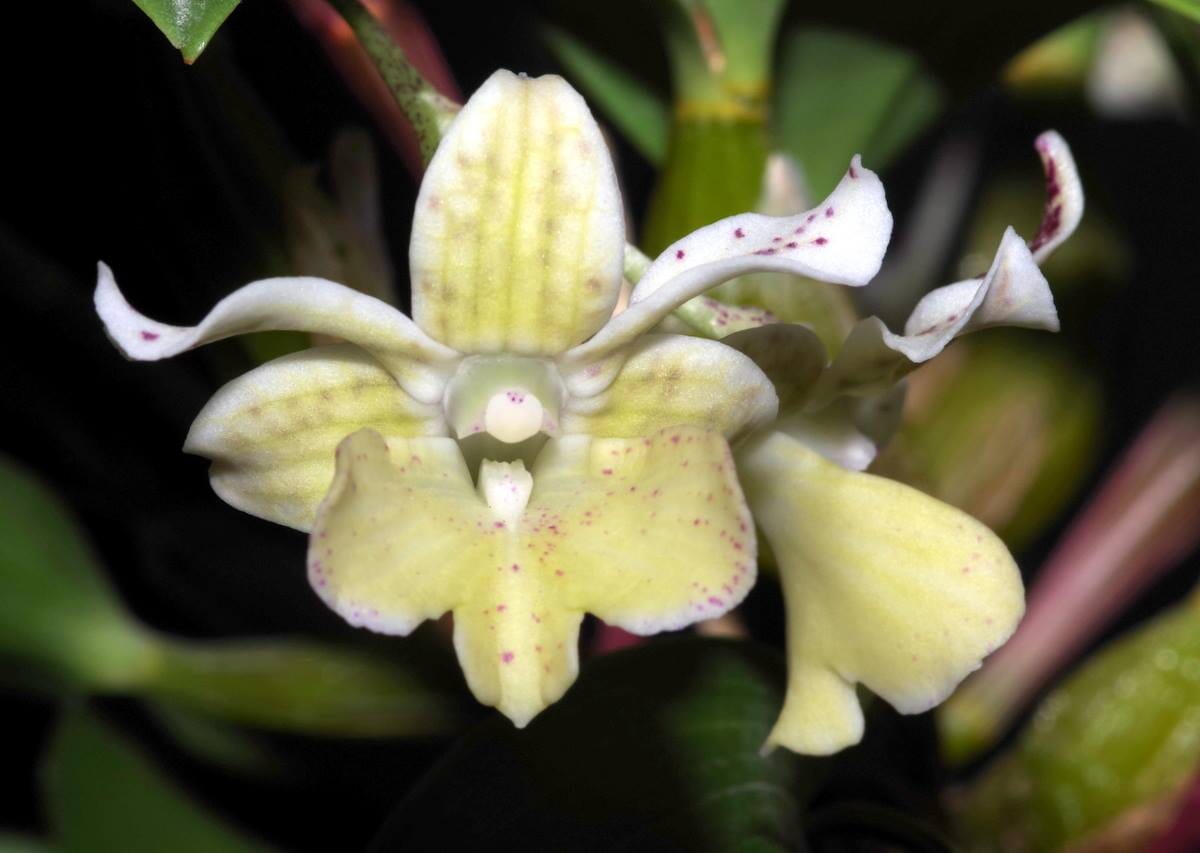 Dendrobium aberrans x Dendrobium atroviolaceum Dendrobium La Foresta Orchids 