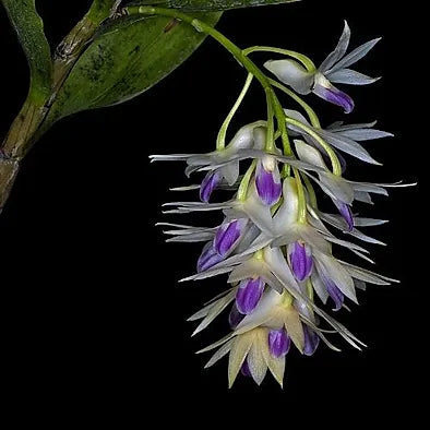 Dendrobium amethystoglossum Dendrobium La Foresta Orchids 