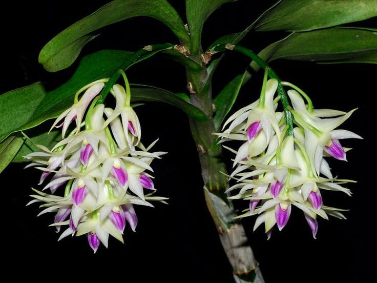 Dendrobium amethystoglossum Dendrobium La Foresta Orchids 