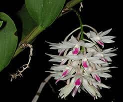 Dendrobium amethystoglossum Dendrobium La Foresta Orchids 