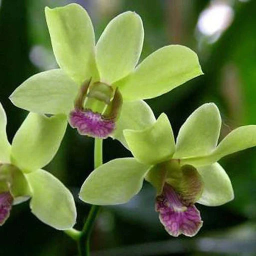 Dendrobium Burana Jade - ‘Variegata' Dendrobium La Foresta Orchids 