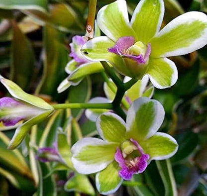 Dendrobium Burana Jade - ‘Variegata' Dendrobium La Foresta Orchids 