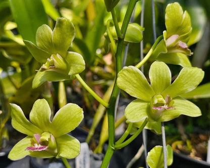 Dendrobium Burana Jade - ‘Variegata' Dendrobium La Foresta Orchids 