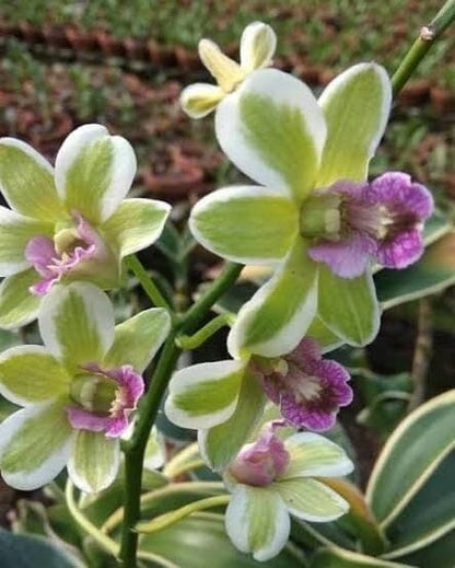 Dendrobium Burana Jade - ‘Variegata' Dendrobium La Foresta Orchids 