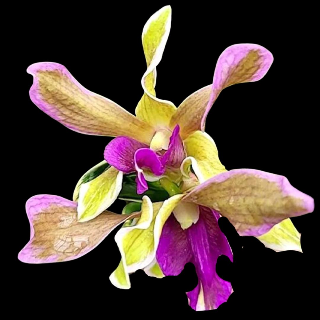 Dendrobium Burana Sundae - ‘Variegata' – La Foresta Orchids