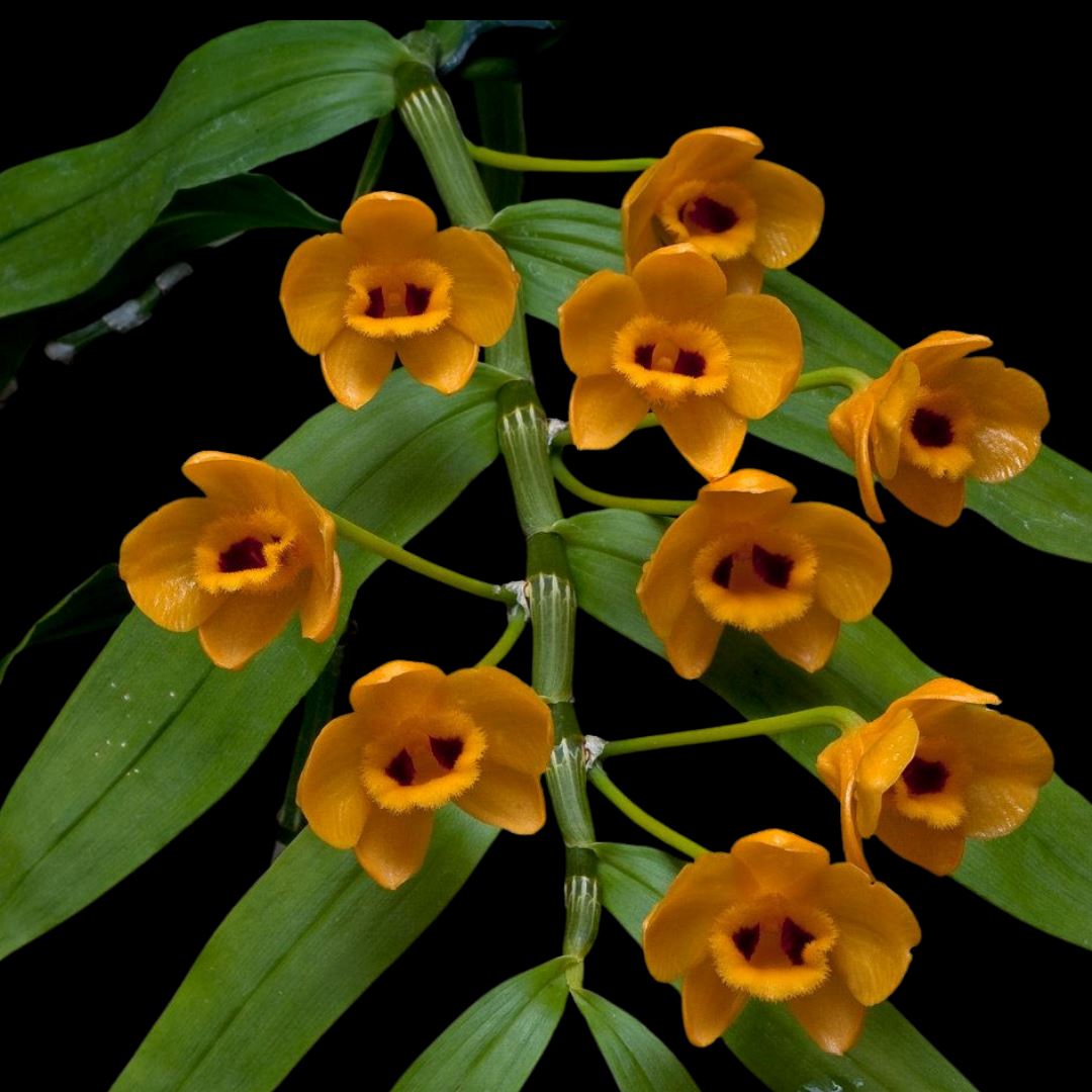 Dendrobium chrysanthum Dendrobium La Foresta Orchids 