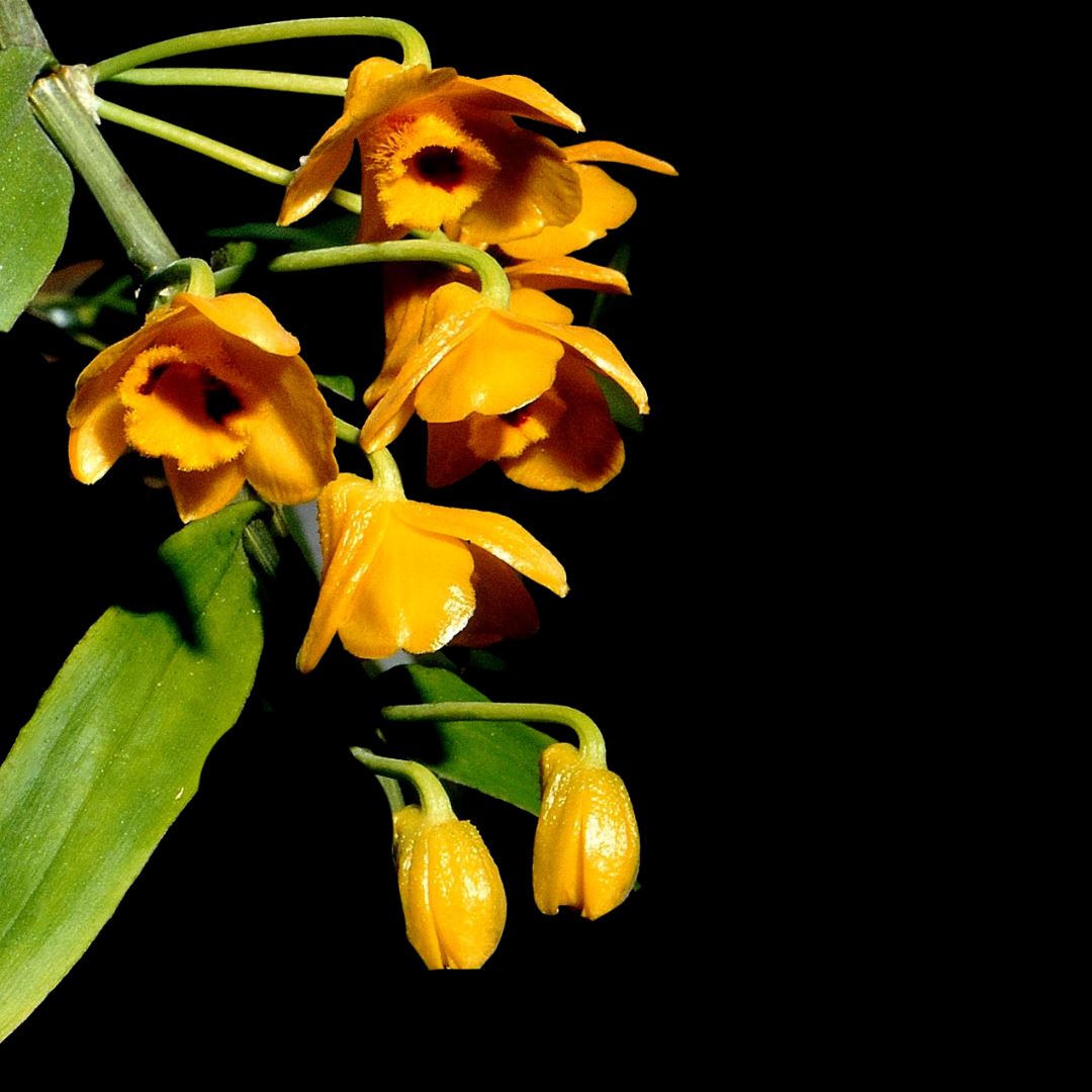 Dendrobium chrysanthum Dendrobium La Foresta Orchids 