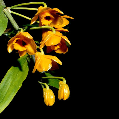 Dendrobium chrysanthum Dendrobium La Foresta Orchids 