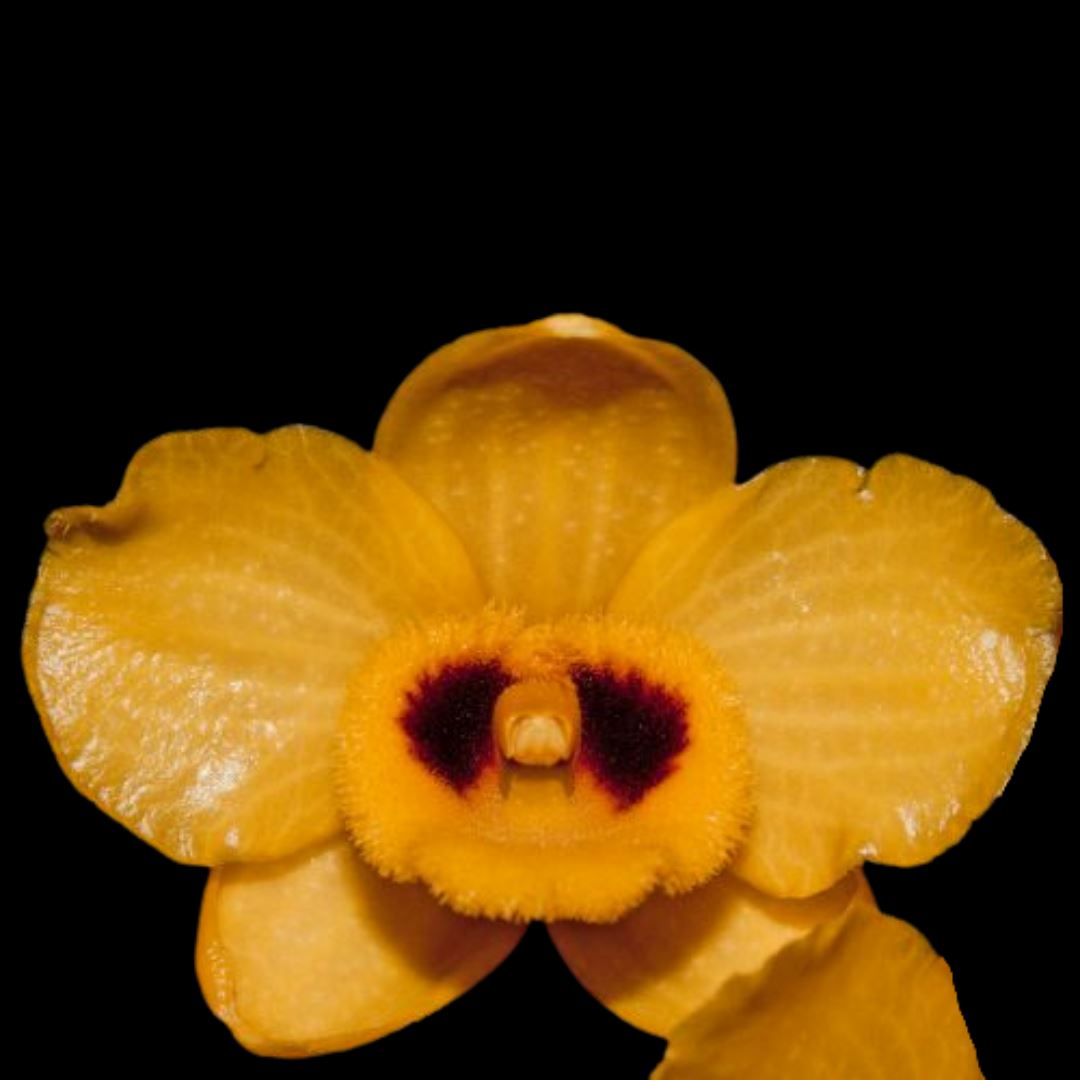 Dendrobium chrysanthum Dendrobium La Foresta Orchids 