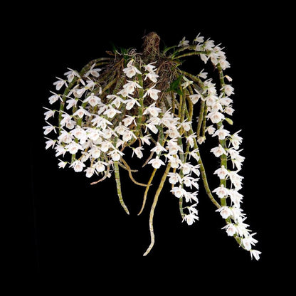 Dendrobium cretaceum Dendrobium La Foresta Orchids 