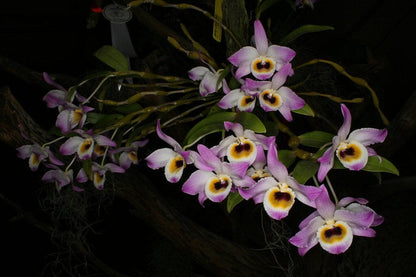 Dendrobium findlayanum var. oculatum Dendrobium La Foresta Orchids 
