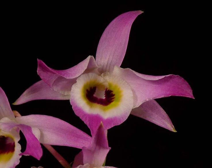 Dendrobium findlayanum var. oculatum Dendrobium La Foresta Orchids 