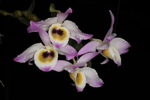 Dendrobium findlayanum var. oculatum Dendrobium La Foresta Orchids 