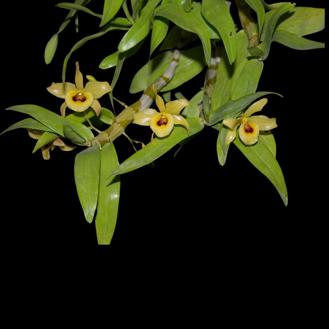 Dendrobium friedericksianum Dendrobium La Foresta Orchids 